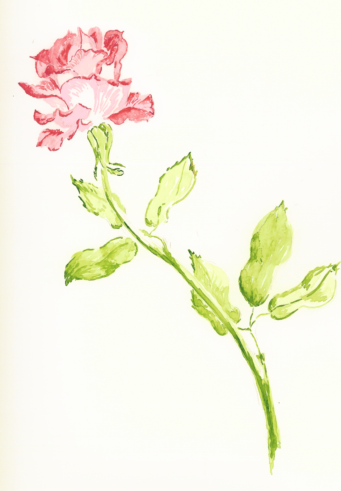 Dessin de rose, la rose universelle